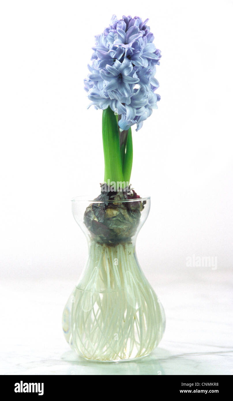 Hyacinth Flower on Vase Stock Photo Alamy