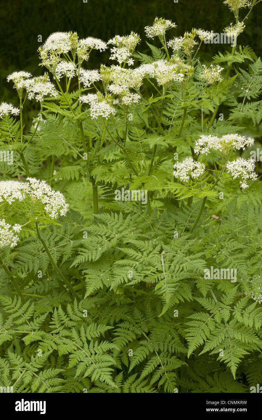 Sweet Cicely (Myrrhis odorata) flowering, growing on roadside, Slovenia, june Stock Photo