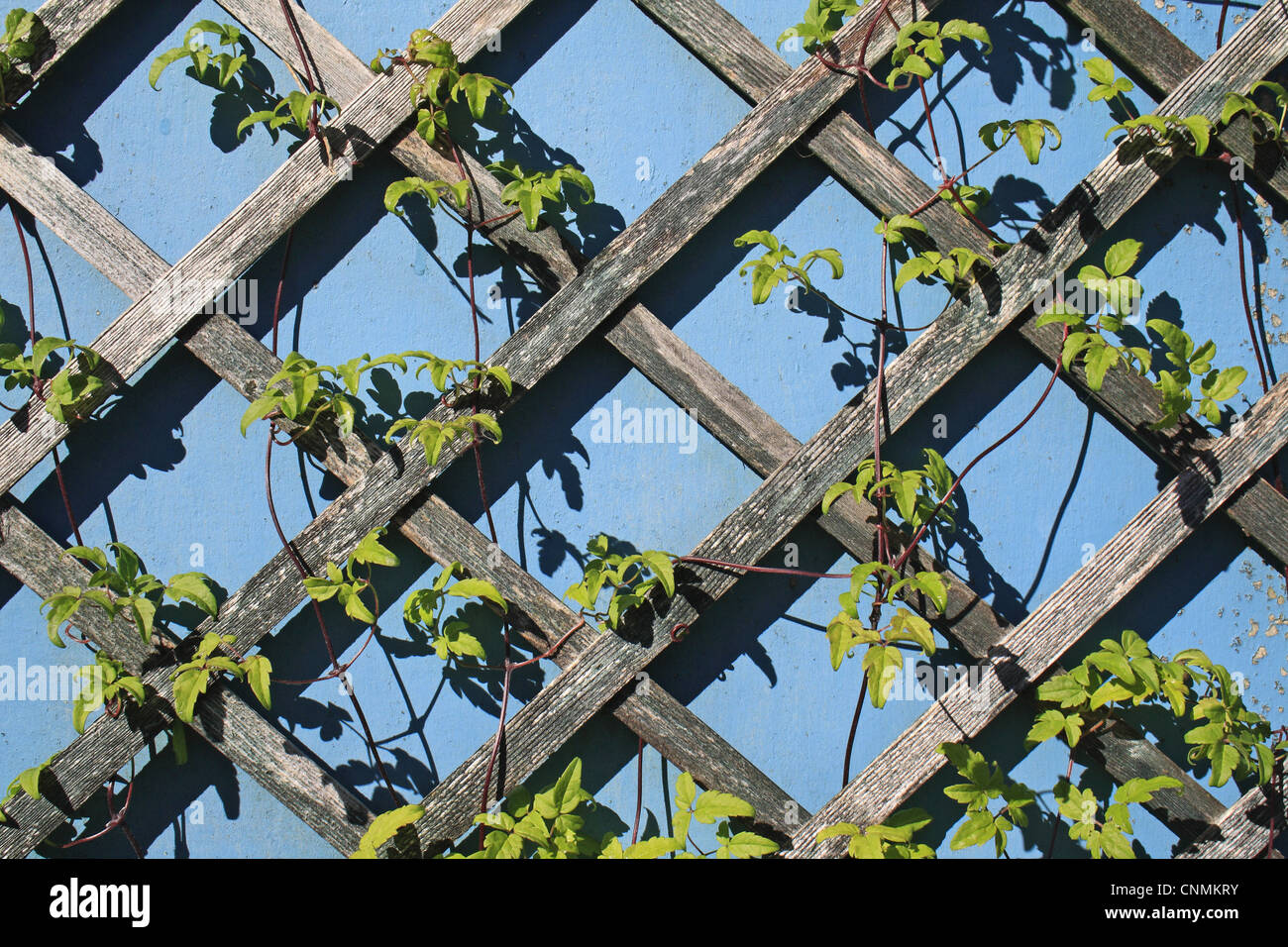 Cultivated Clematis (Clematis sp.) leaves and stems, growing on garden trellis, Suffolk, England, may Stock Photo