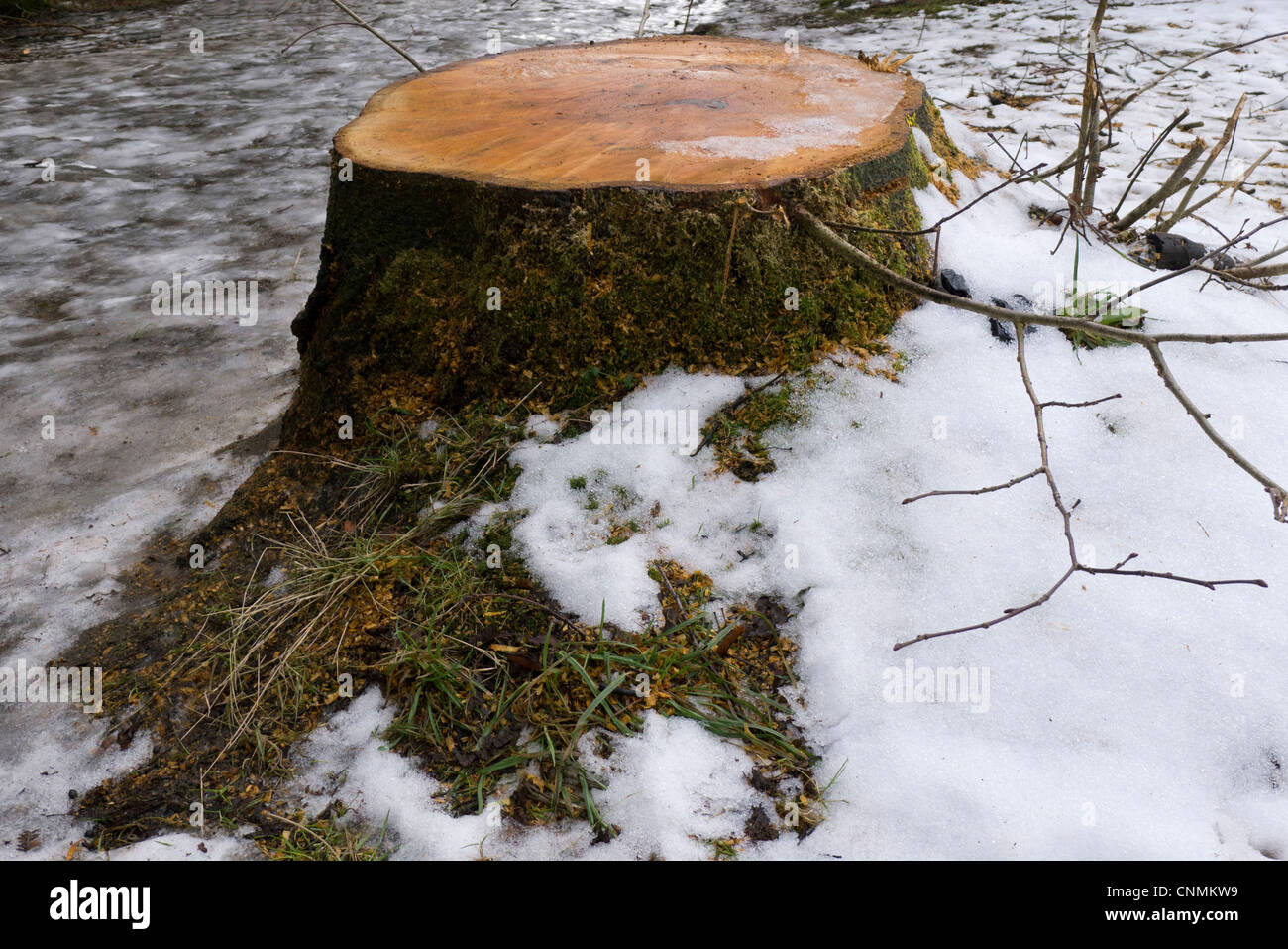 Tree stump in the snow, Padley Gorge Peak District Derbyshire UK Stock Photo