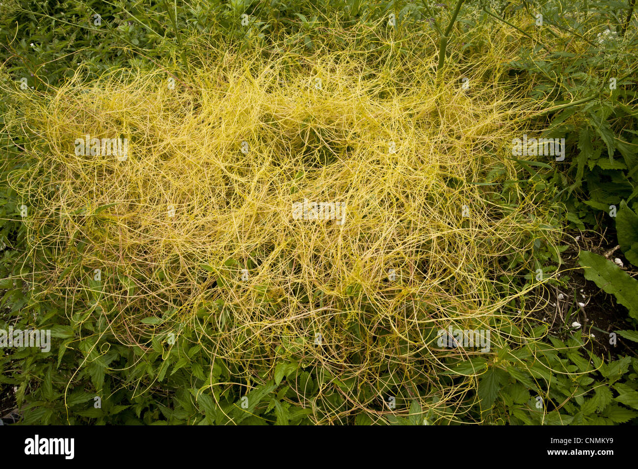 Greater Dodder (Cuscuta europaea) stems parasitic on nettles, Slovenia, june Stock Photo