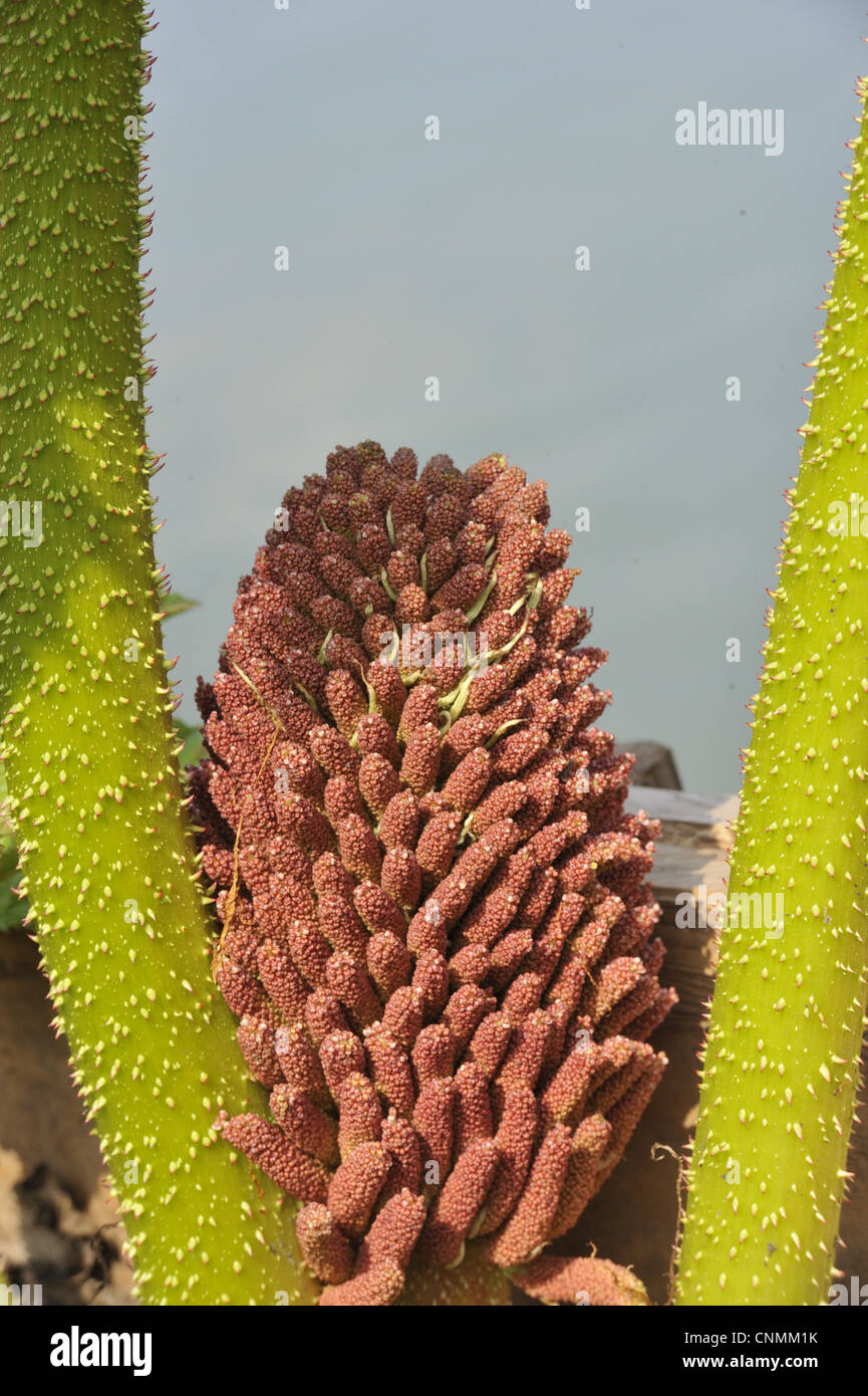Chilean Gunnera (Gunnera tinctoria) close-up of flowerspike Stock Photo