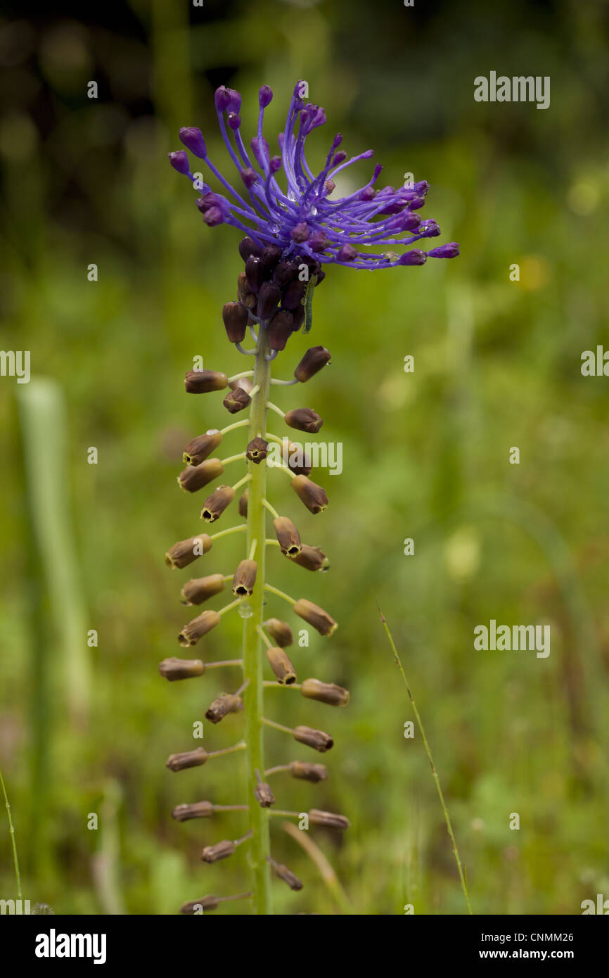 Tassel Hyacinth (Muscari comosum) flowering, after rainfall, Italy