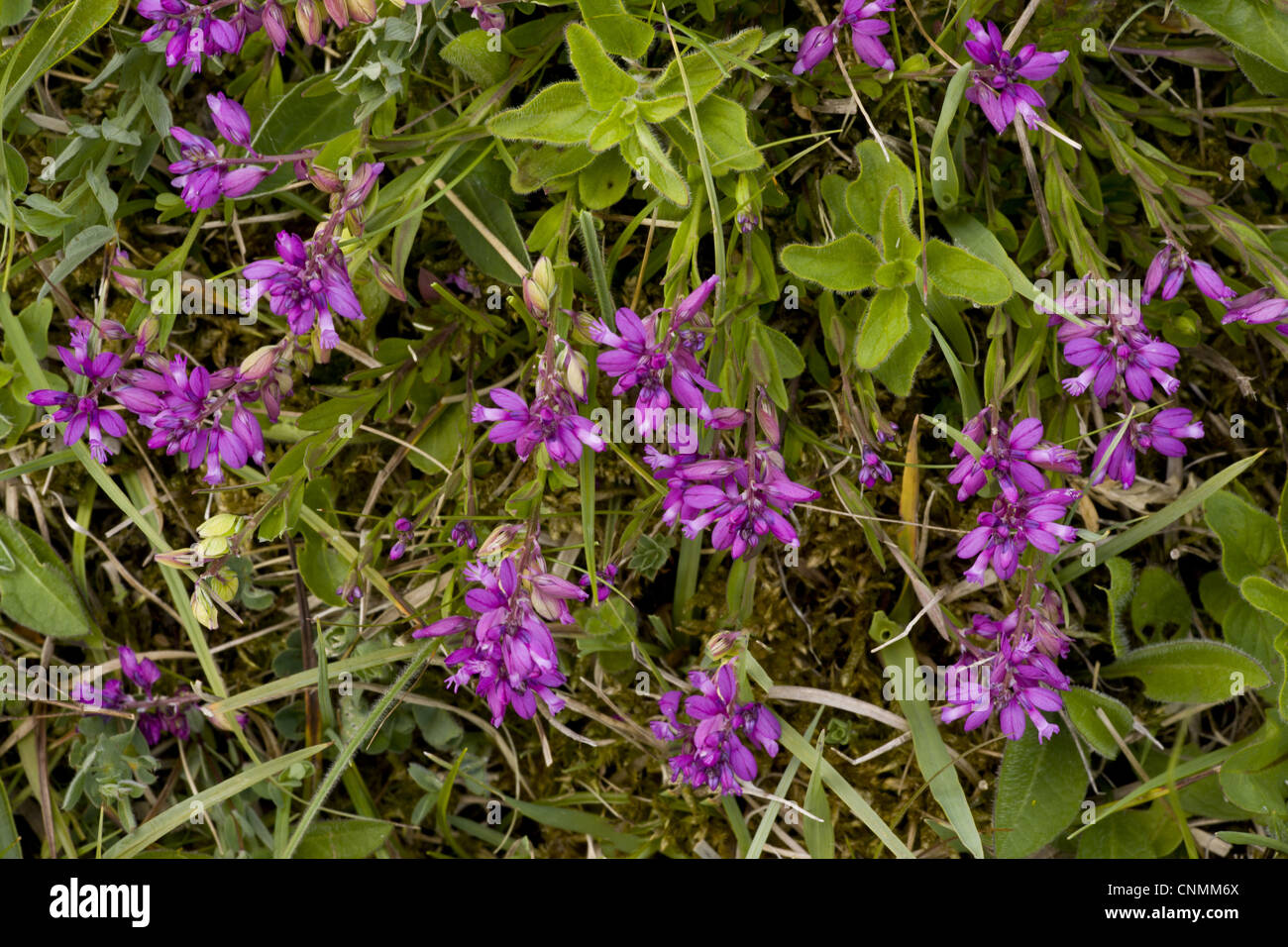 Common Milkwort (Polygala vulgaris) flowering, Powerstock Common Nature Reserve, Dorset, England, may Stock Photo