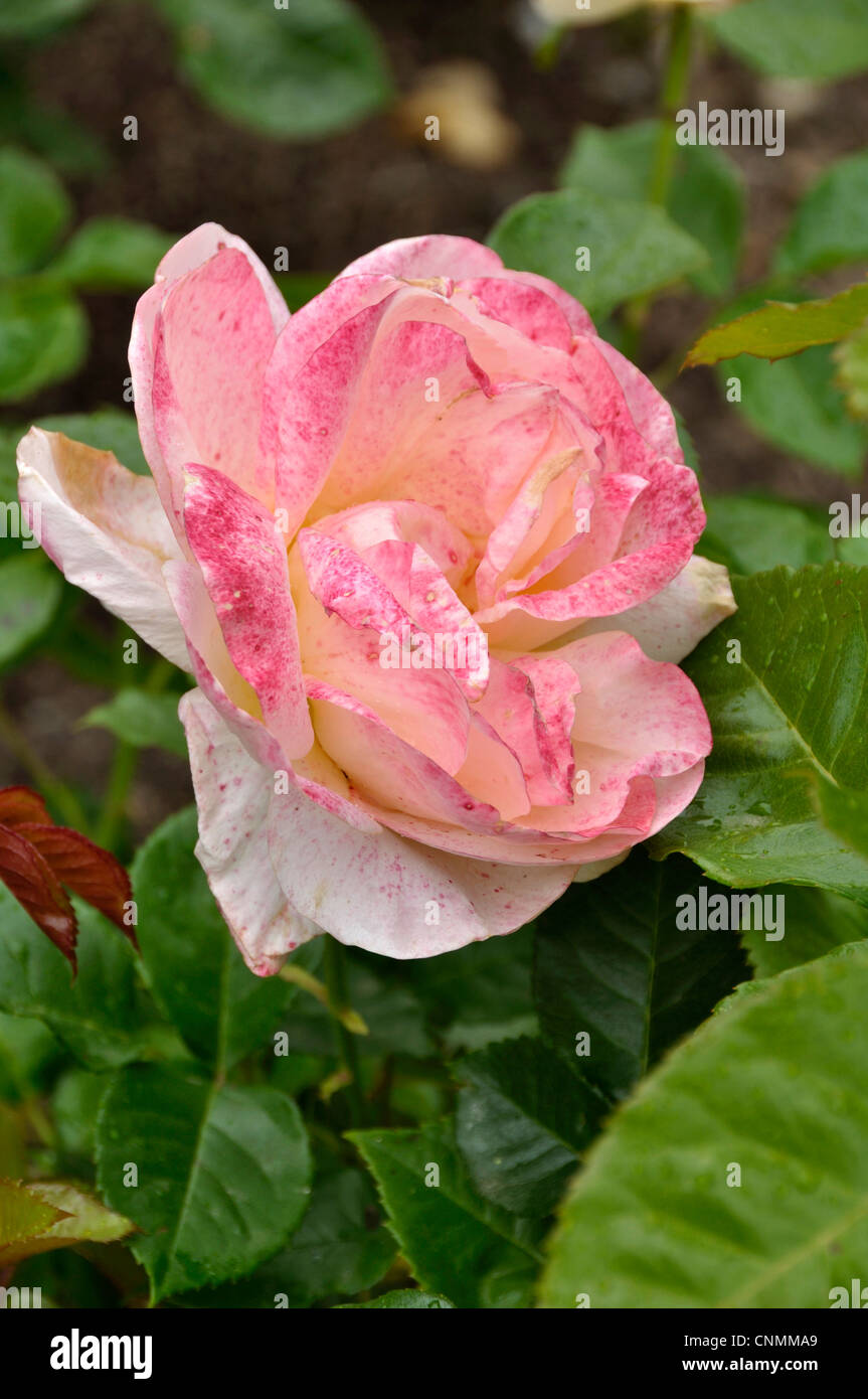 Rosa "Isabelle Autissier" (Adam 1998), Hybrid Tea Rose Stock Photo - Alamy