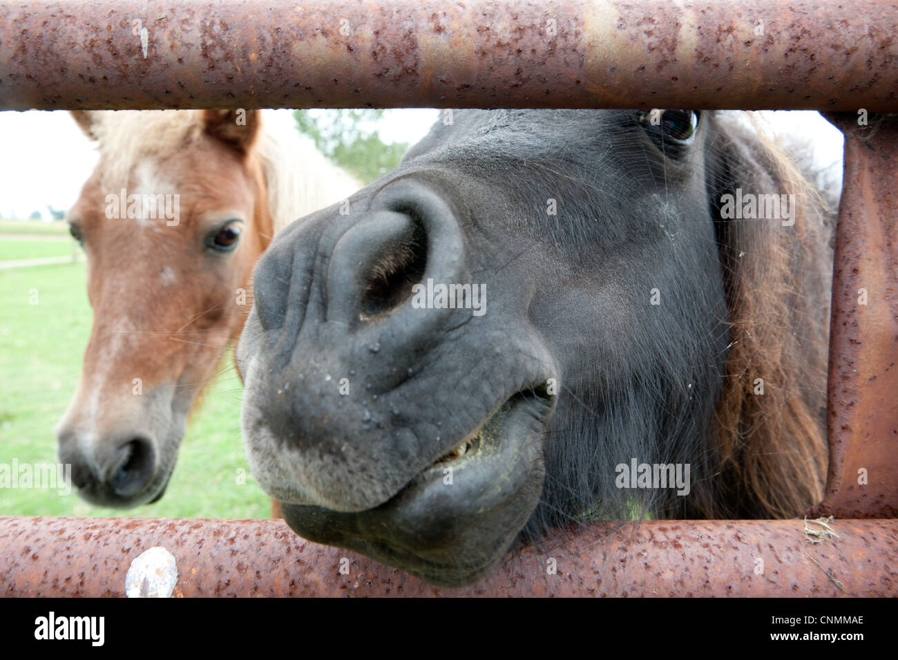 Close up face of a pony in a green pasture on a farm Stock Photo