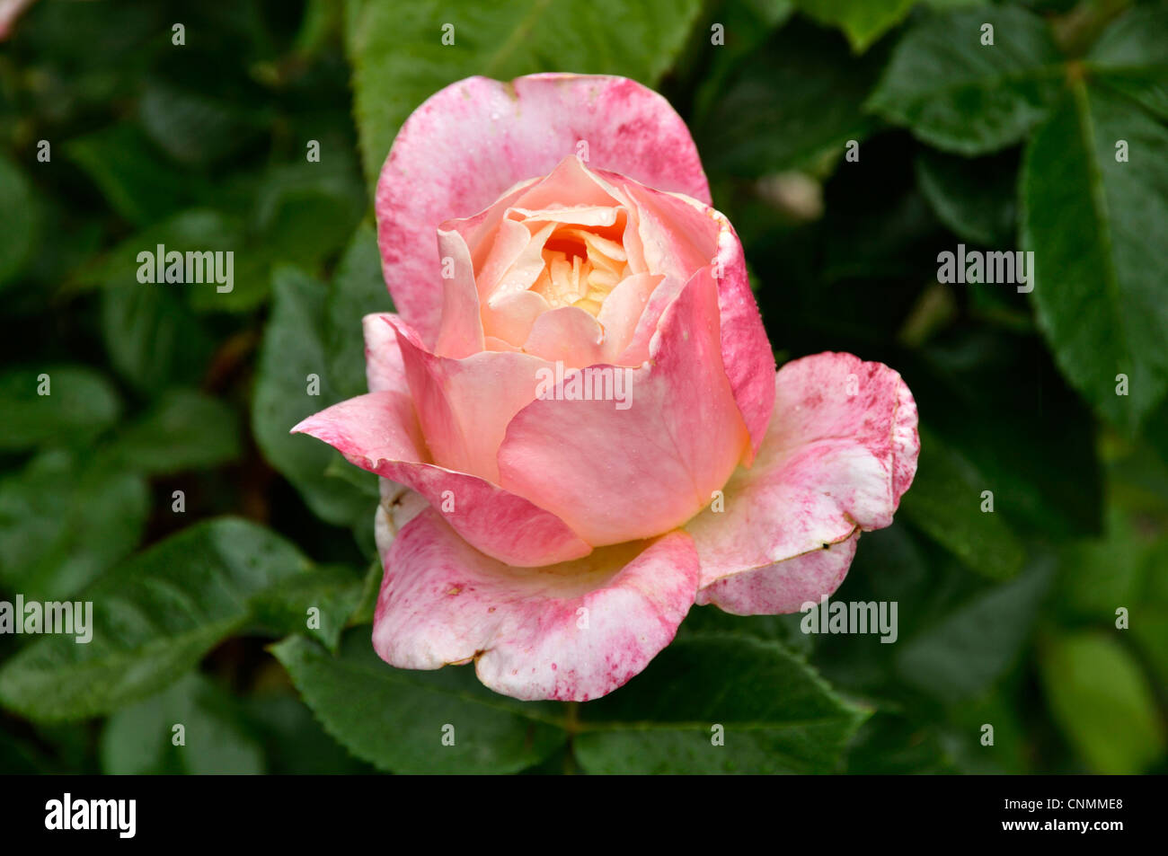 Isabelle autissier hi-res stock photography and images - Alamy