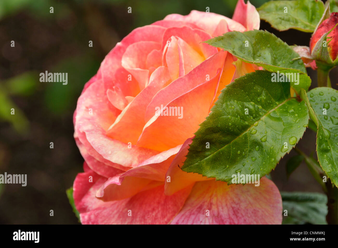 Pullman orient express hires stock photography and images Alamy