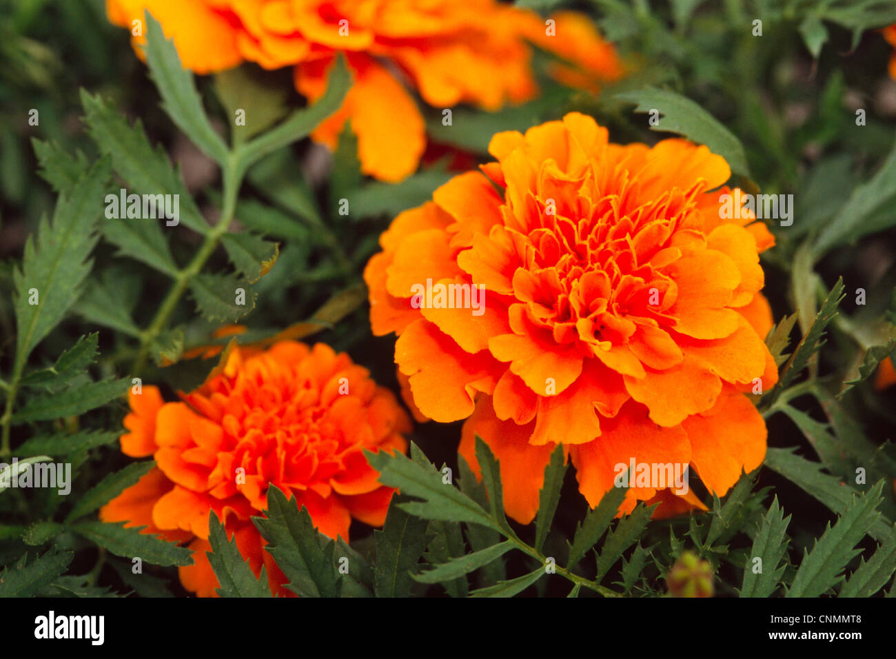 Orange Marigold Flowers Stock Photo - Alamy