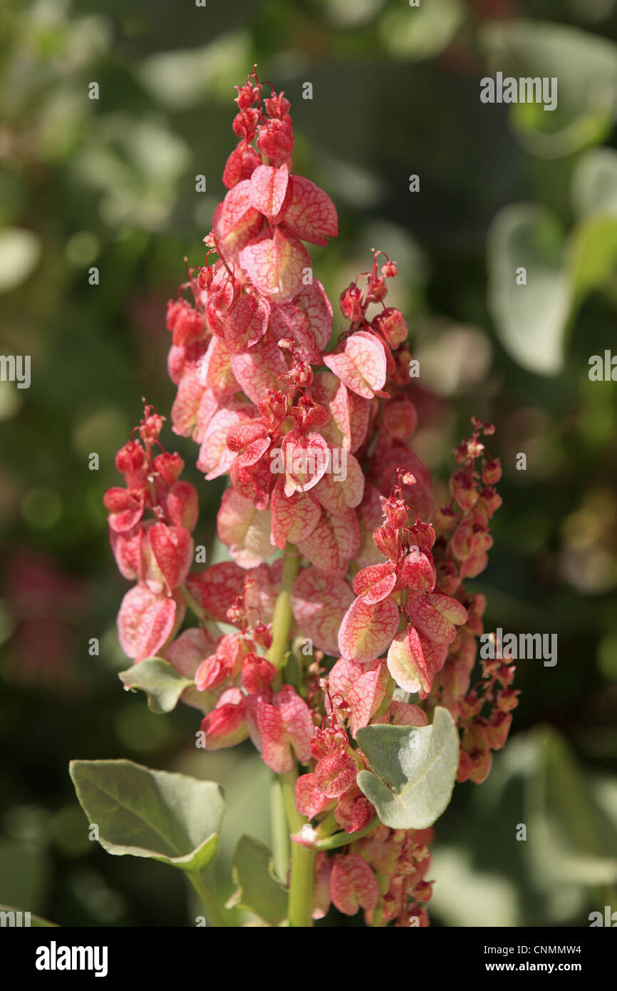 Bladderdock (Rumex vesicarius) introduced species, flowering, Sturt N.P., New South Wales, Australia Stock Photo