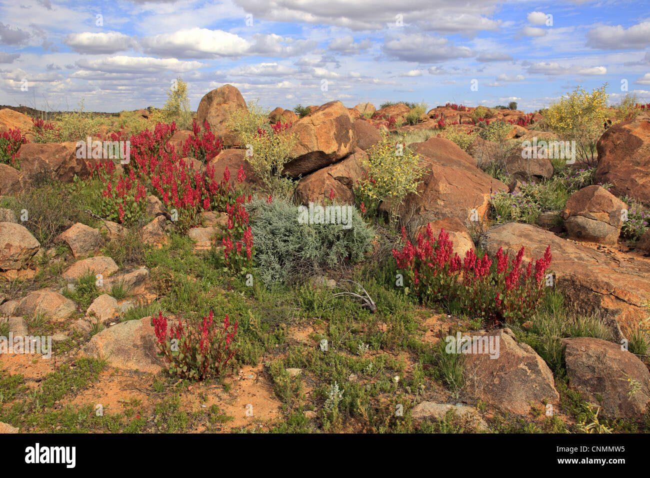 Bladderdock Rumex vesicarius introduced species flowering growing amongst rocks desert habitat Sturt N.P New South Wales Stock Photo