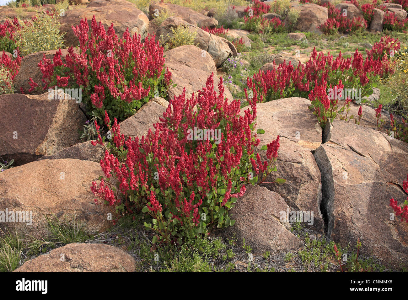 Bladderdock (Rumex vesicarius) introduced species, flowering, growing amongst rocks, Sturt N.P., New South Wales, Australia Stock Photo