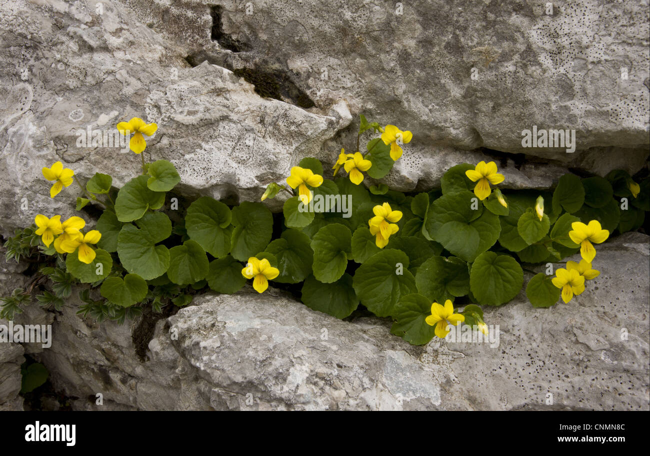Yellow Wood Violet (Viola biflora) flowering, growing in limestone crevice, Triglav N.P., Julian Alps, Slovenia, june Stock Photo