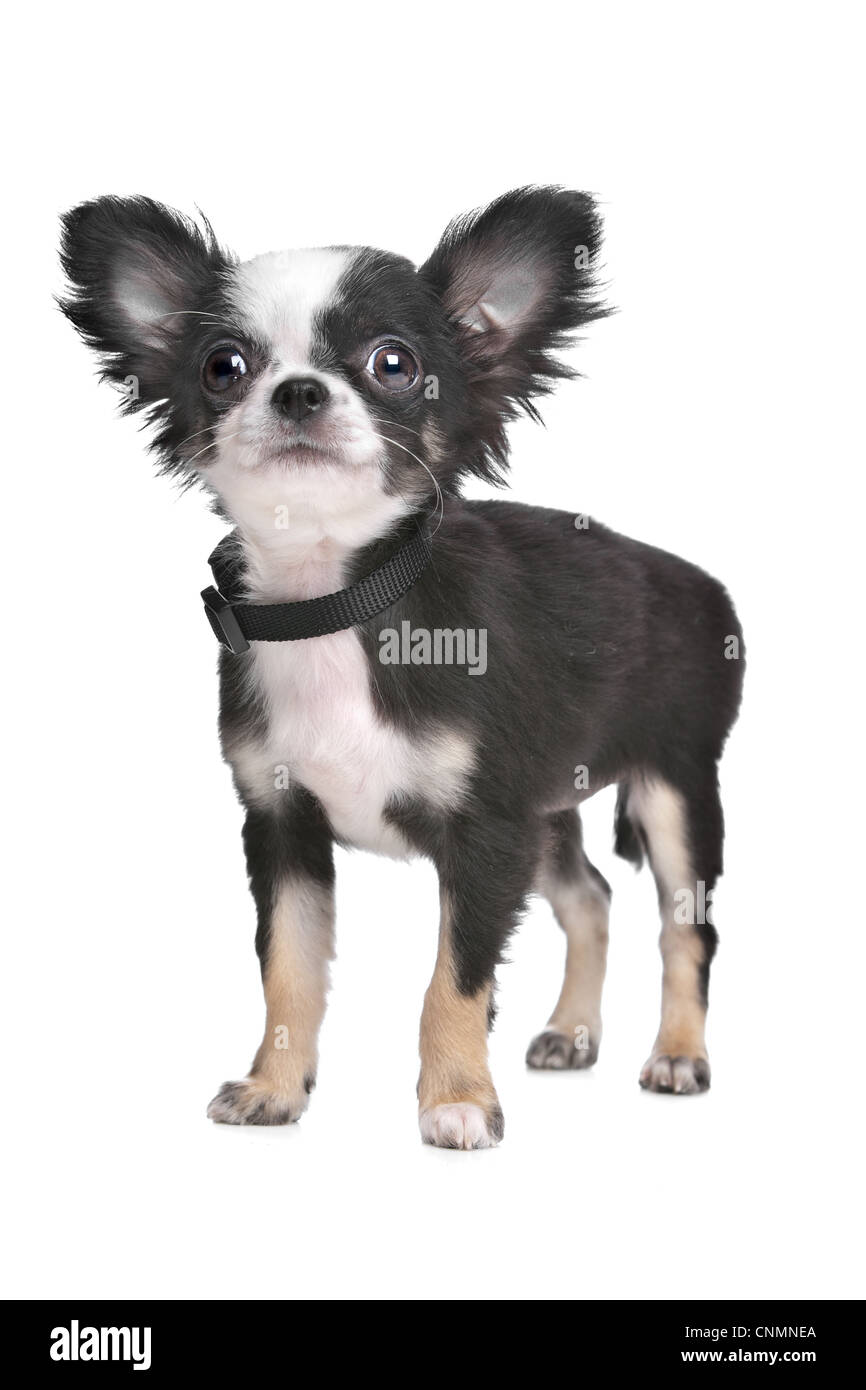 Long Haired Chihuahua Puppy In Front Of A White Background Stock
