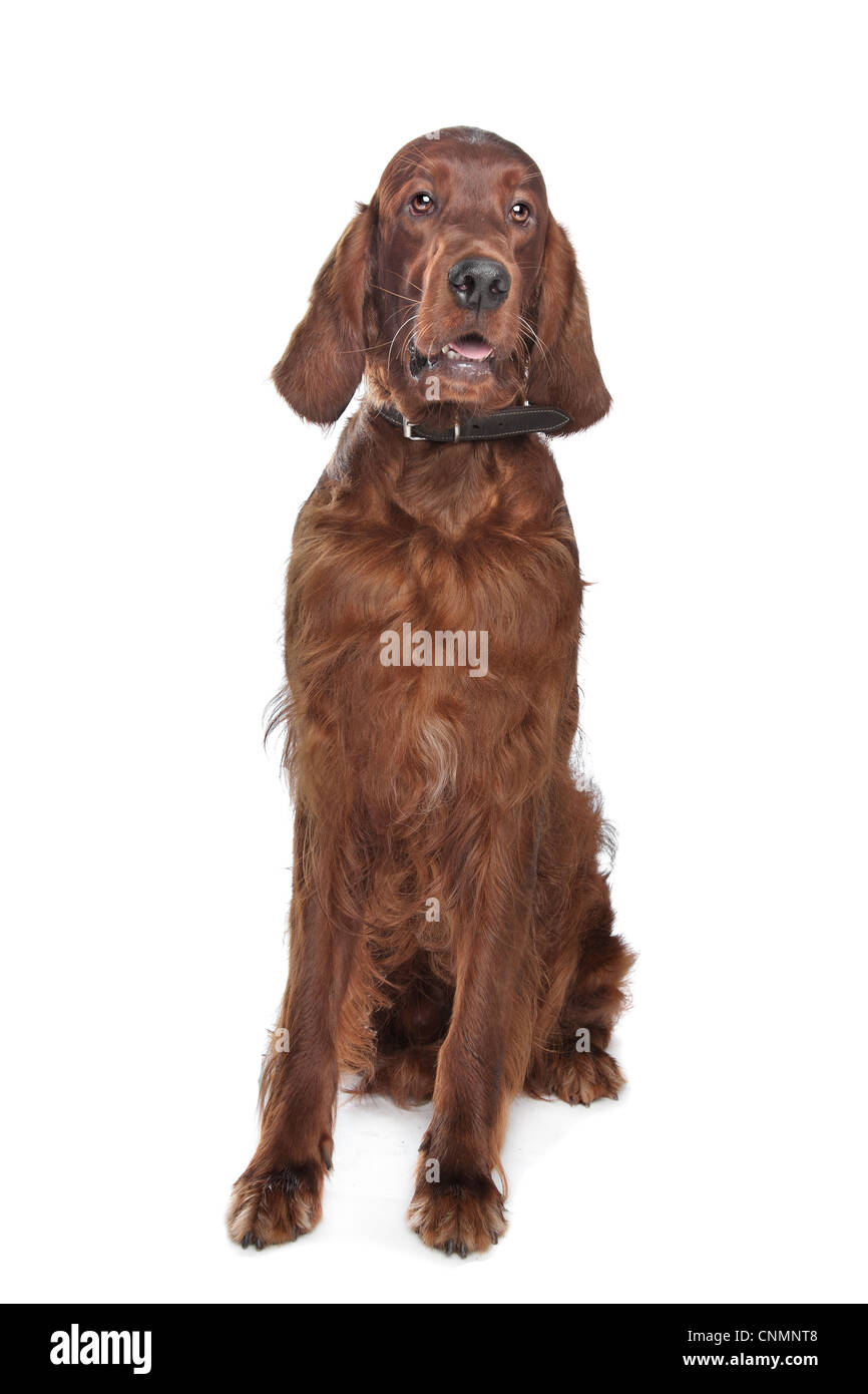 Irish setter hound in front of a white background Stock Photo Alamy