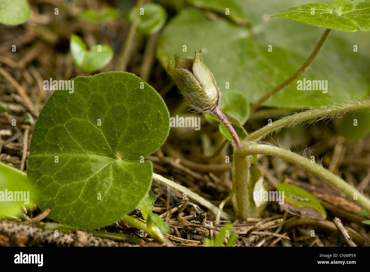 Asarabacca (Asarum europaeum) flowering, growing in mountain beech ...