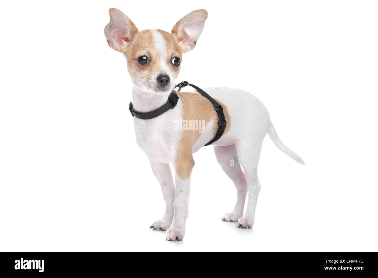 Short Haired Chihuahua In Front Of A White Background Stock Photo