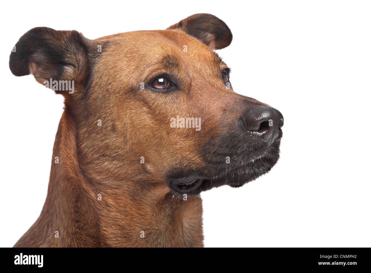 mixed breed dog in front of a white background Stock Photo - Alamy