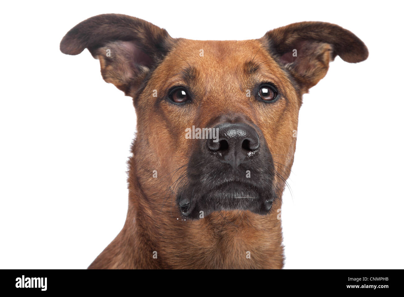 mixed breed dog in front of a white background Stock Photo - Alamy
