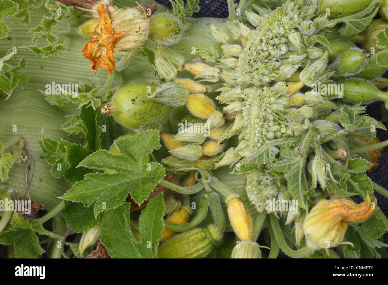 Squash (Cucurbita sp.) shoot with fasciation, Powys, Wales, september Stock Photo