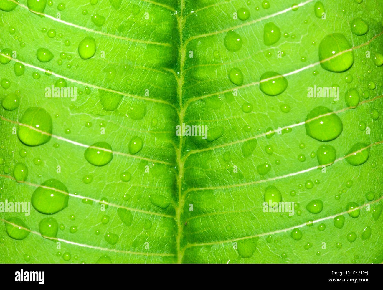 water-drop on a green leaf after rain Stock Photo - Alamy