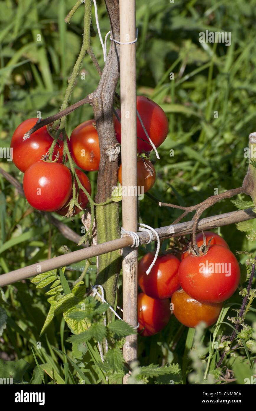 Tomato (Solanum sp.) ripe fruit, growing on cane frame support in allotment garden, Norfolk