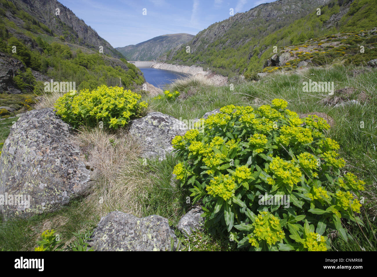 Irish Spurge (Euphorbia hyberna) flowering, growing in mountain habitat, Pyrenees, Ariege, France, may Stock Photo