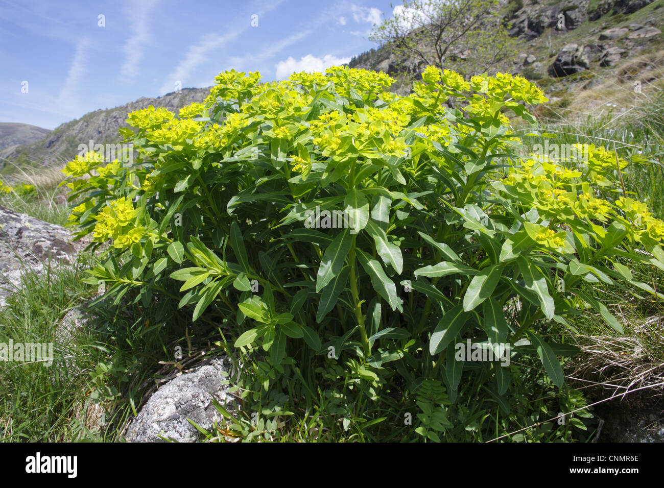 Irish Spurge (Euphorbia hyberna) flowering, growing on mountain slope, Pyrenees, Ariege, France, may Stock Photo