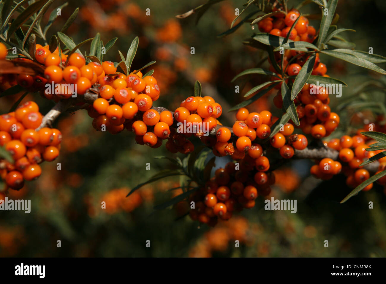 Common sea-buckthorn (Hippophae rhamnoides) growing in the south shore of Issyk Kul Lake, Kyrgyzstan. Stock Photo