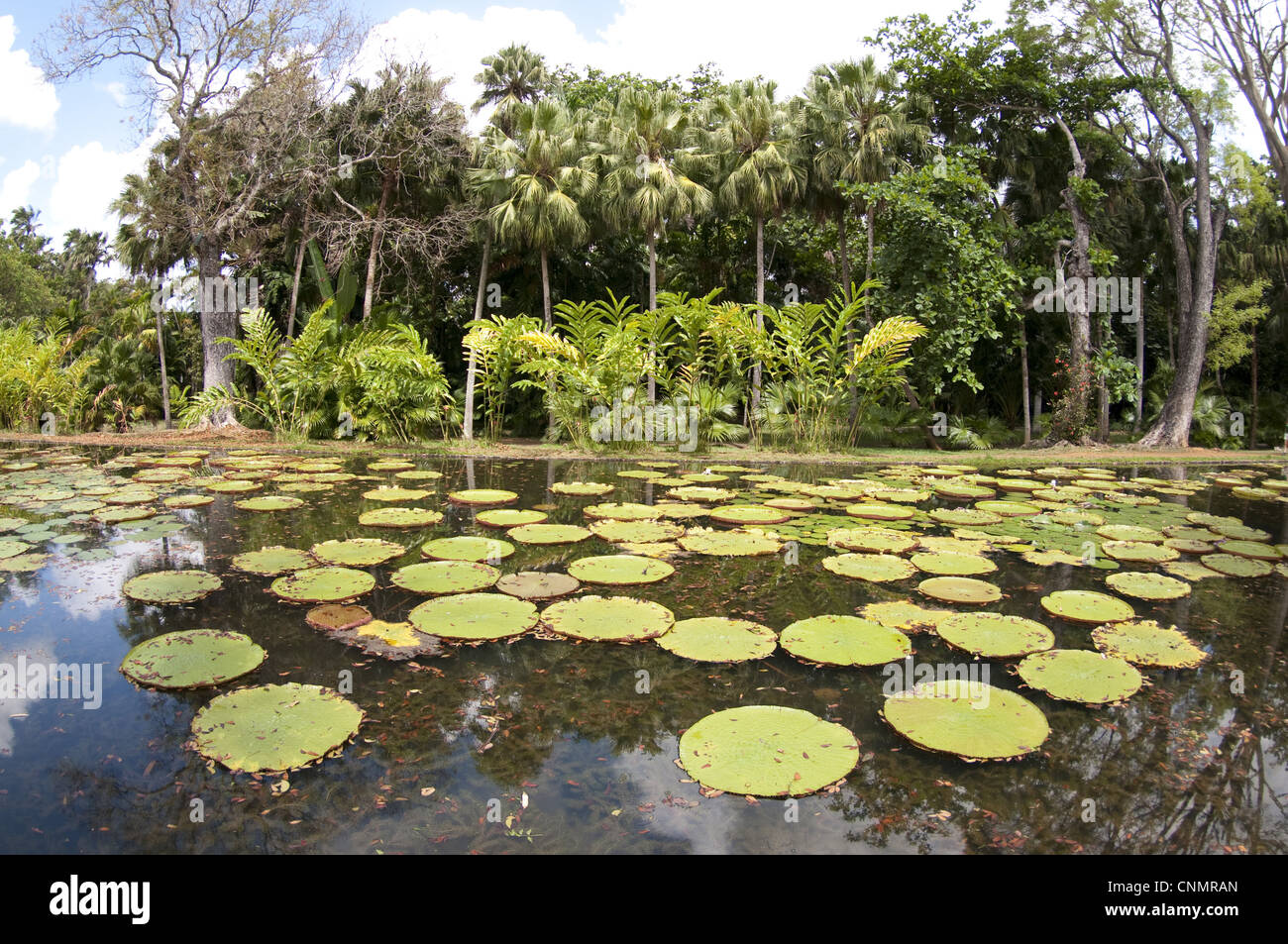Victoria Waterlily Victoria amazonica leaves floating surface pond botanical gardens Pamplemousses Botanical Gardens Stock Photo