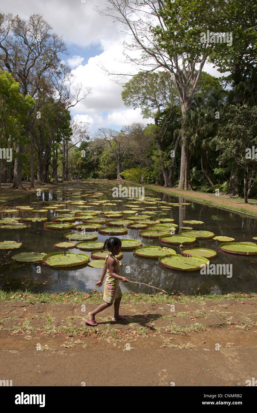 Victoria Waterlily Victoria amazonica leaves floating surface pond botanical gardens local girl walking past Pamplemousses Stock Photo