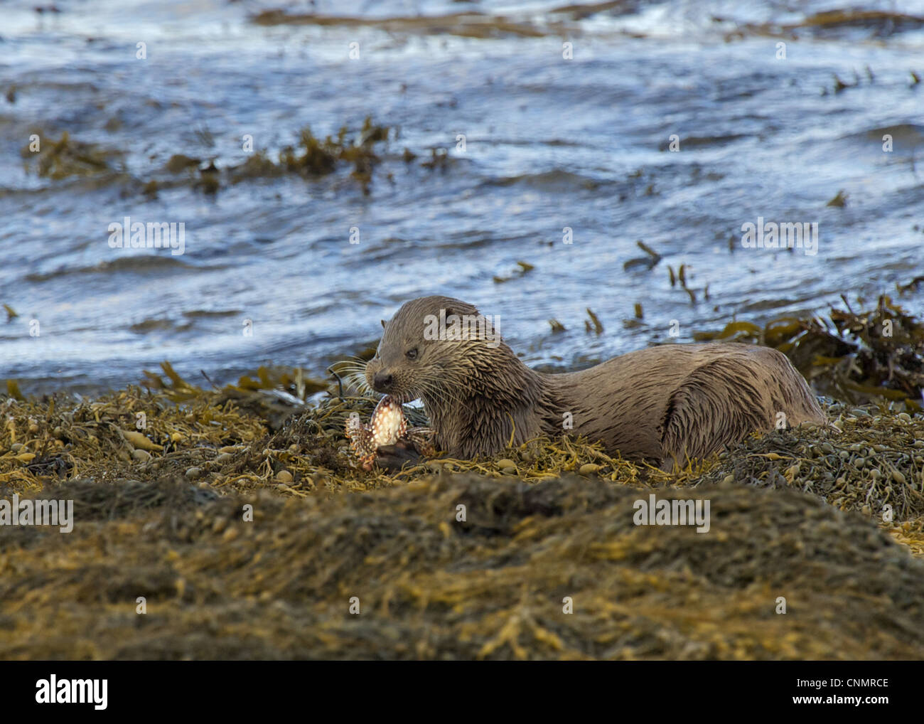 European Otter Lutra lutra adult feeding Father Lasher Myoxocephalus scorpius seaweed coastal strait Islay Sound Islay Inner Stock Photo