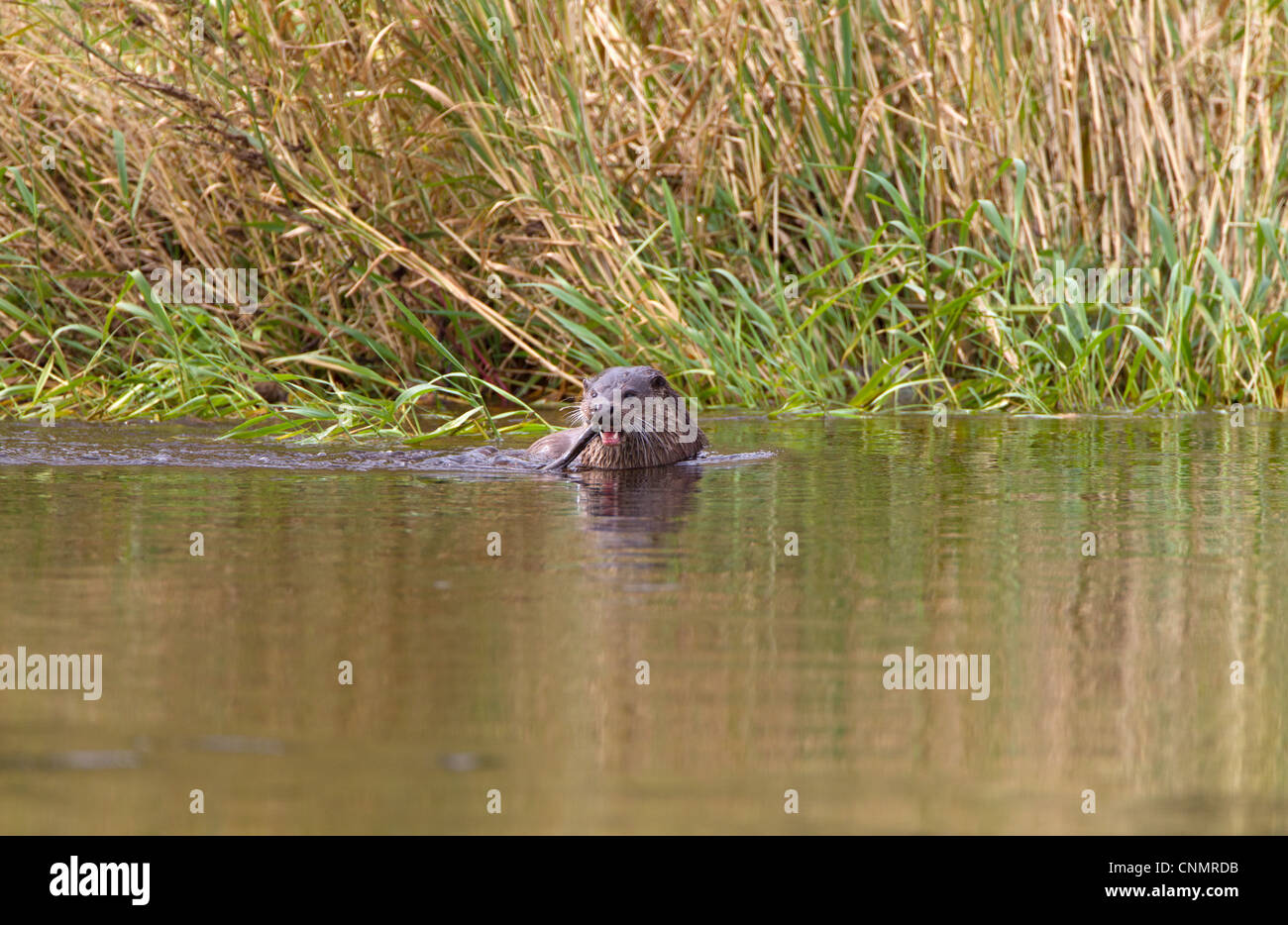 European Otter Lutra lutra adult feeding European Eel Anguilla anguilla shallow water edge river River Whiteadder Berwickshire Stock Photo