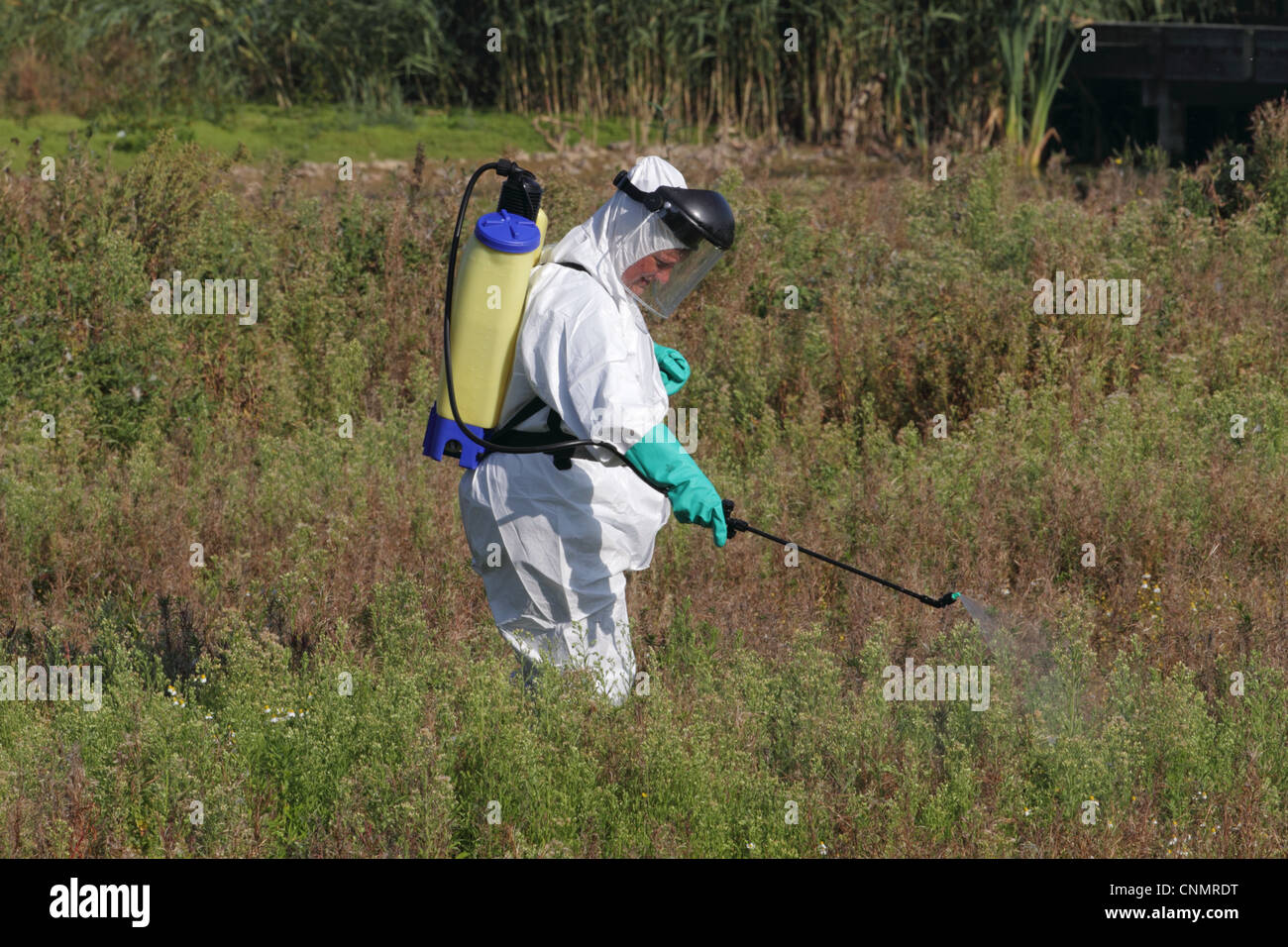 New Zealand Pygmyweed Crassula helmsii introduced invasive weed being sprayed herbicide by person protective clothing Rye Meads Stock Photo
