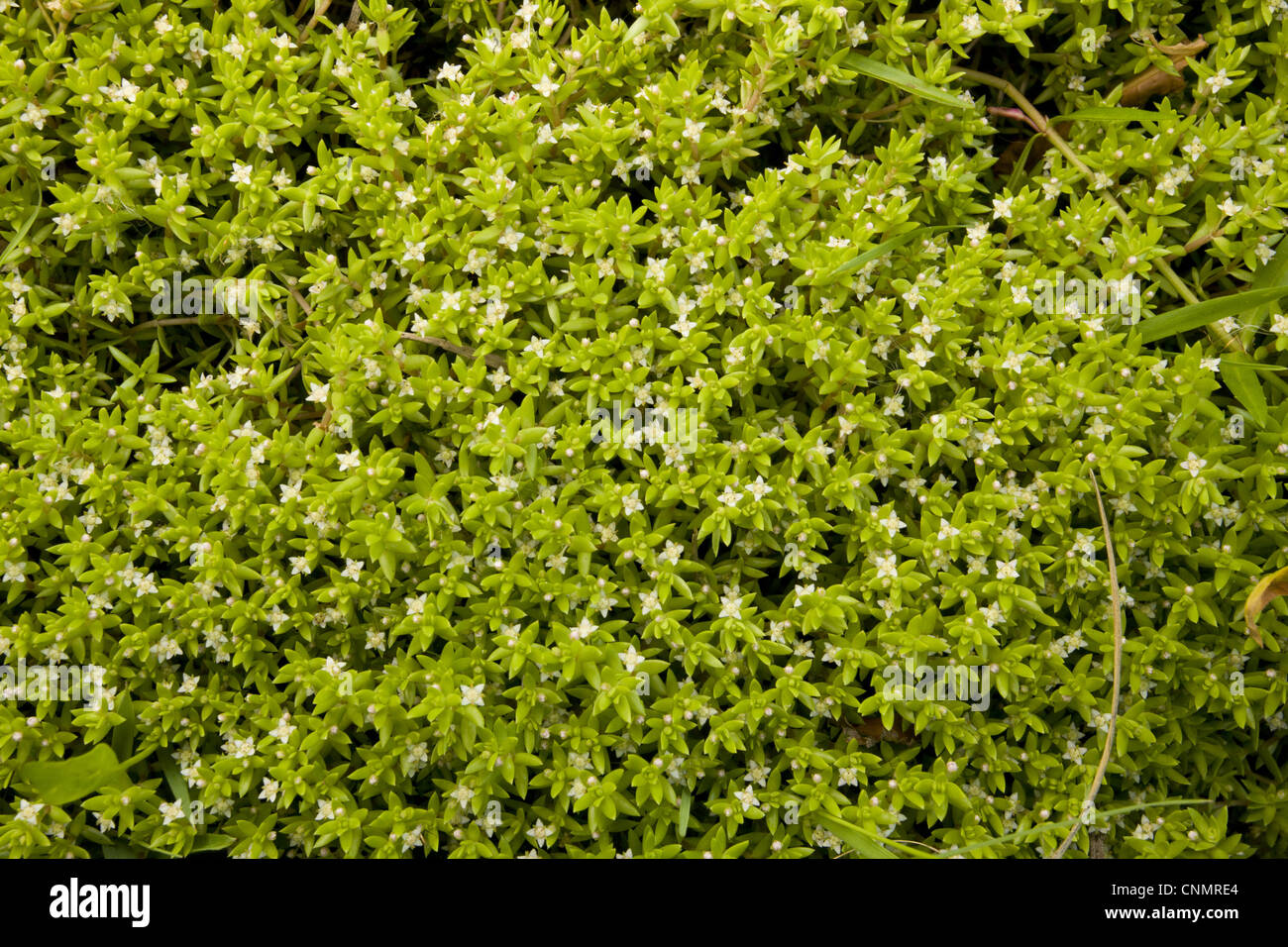 New Zealand Pygmyweed (Crassula helmsii) introduced invasive weed, flowering, Northumberland, England, july Stock Photo