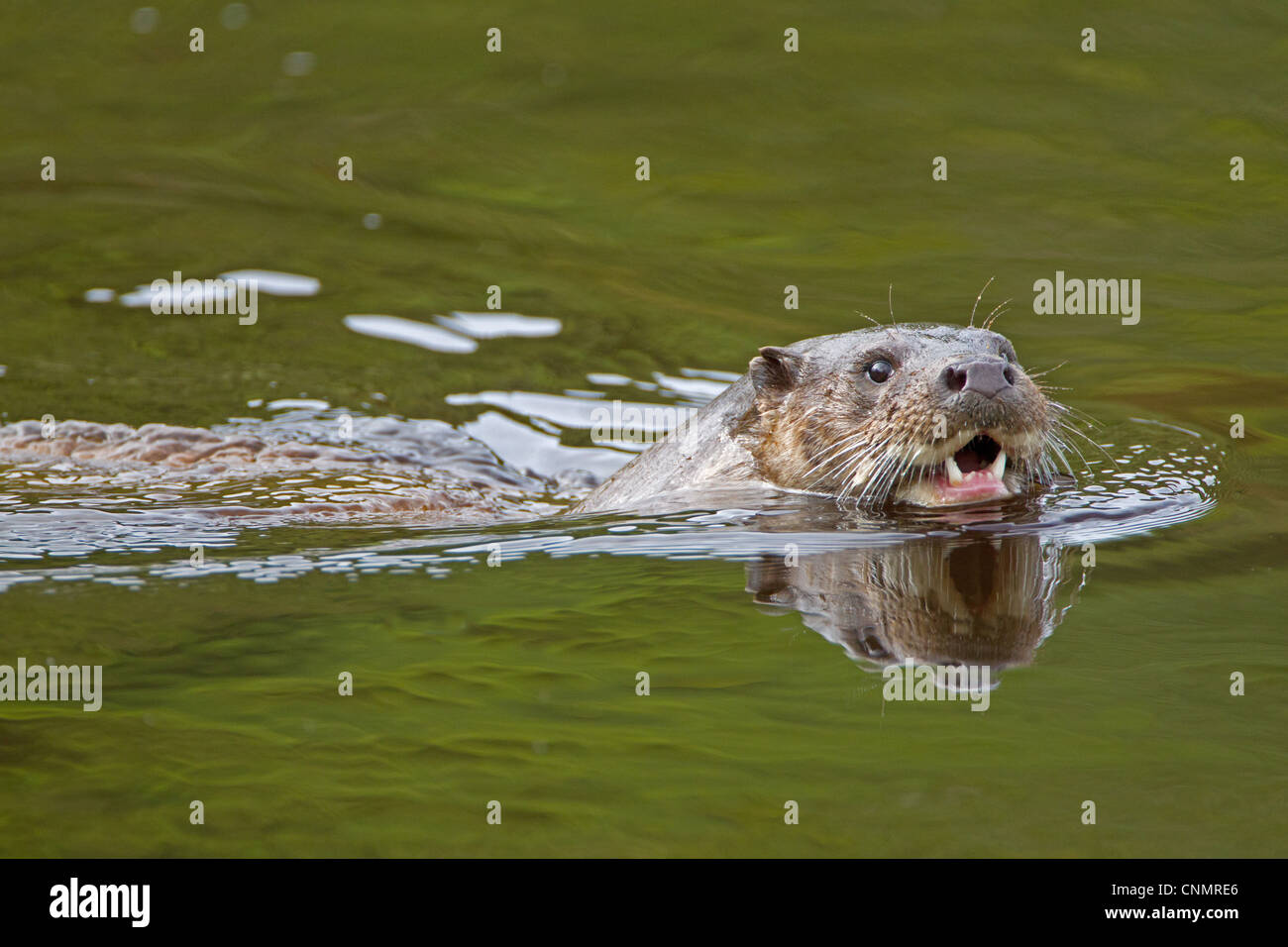 European Otter Lutra lutra adult mouth open swimming surface river