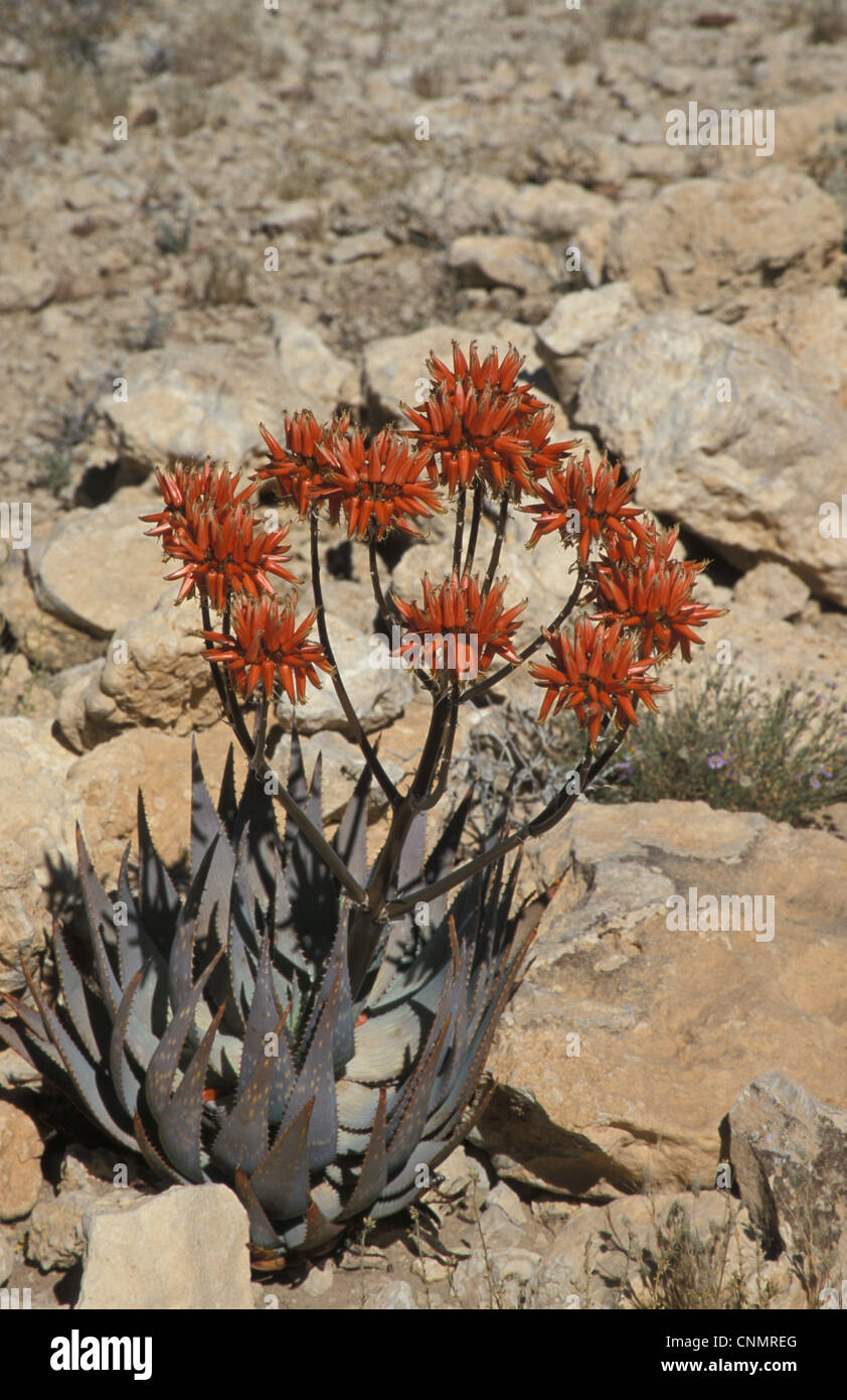 Aloe hereroensis hi-res stock photography and images - Alamy