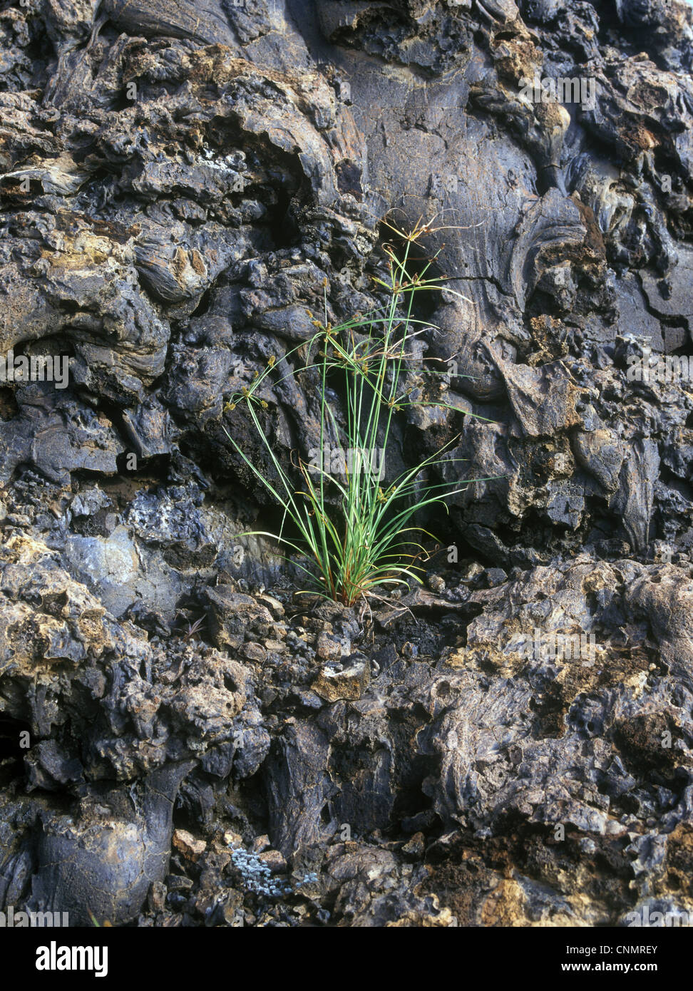 Andersson's Sedge (Cyperus anderssonii) Galapagos Stock Photo