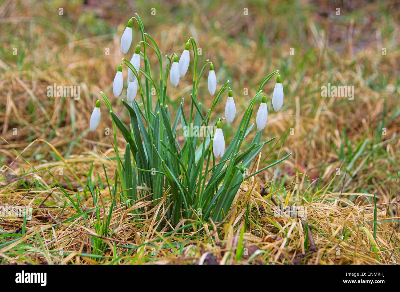 Schneeglöckchen - snowdrop 07 Stock Photo