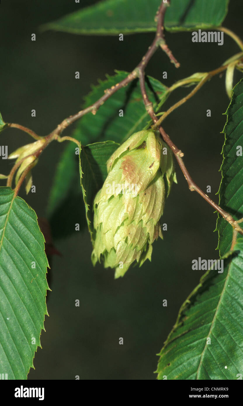 Carpinus orientalis Fruit / July Stock Photo