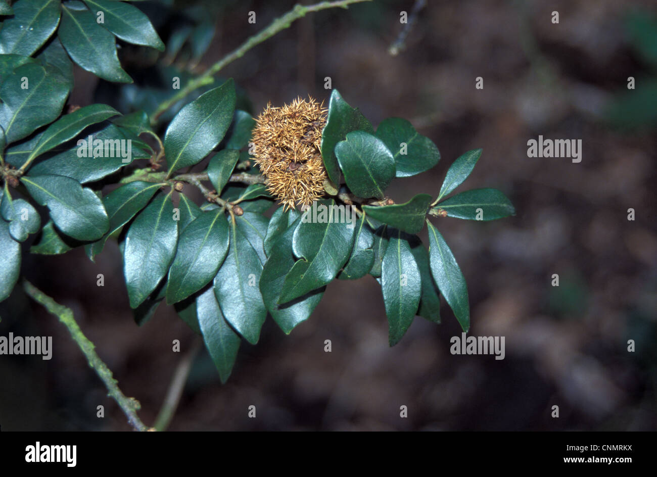 Chrysolepis chrysophylla Leaf/upper Stock Photo