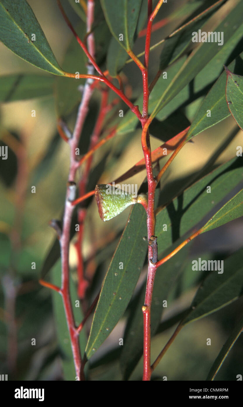 Eucalyptus coccifera Leaf / Lower / Fruit Stock Photo