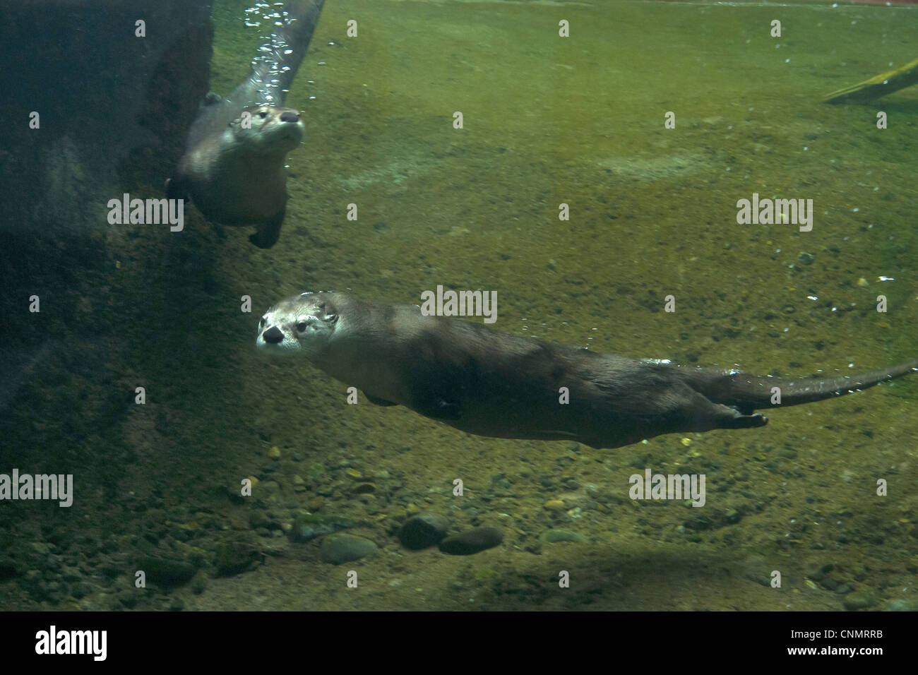 North American River Otter (Lontra canadensis) two adults, swimming underwater (captive Stock
