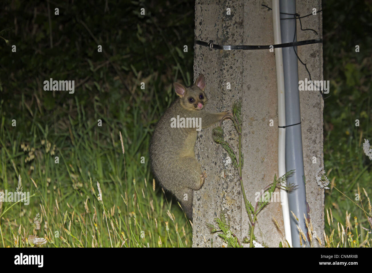 Common Brushtail Possum Trichosurus vulpecula introduced species adult clinging to telegraph pole at night New Zealand november Stock Photo