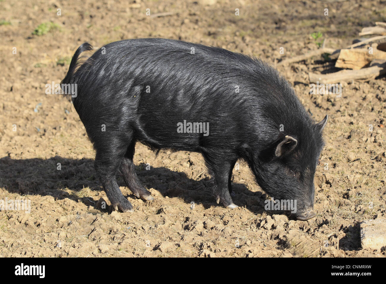 micro mini pig images clipart