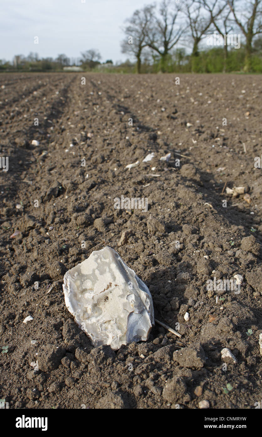 Flint on soil of cultivated arable field, Bacton, Suffolk, England