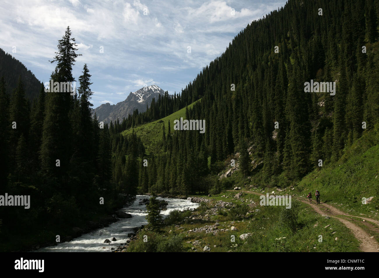 Tian Shan Spruces in the valley of the Karakol River in Terskey Ala-Too mountain range in Tian Shan, Kyrgyzstan. Stock Photo