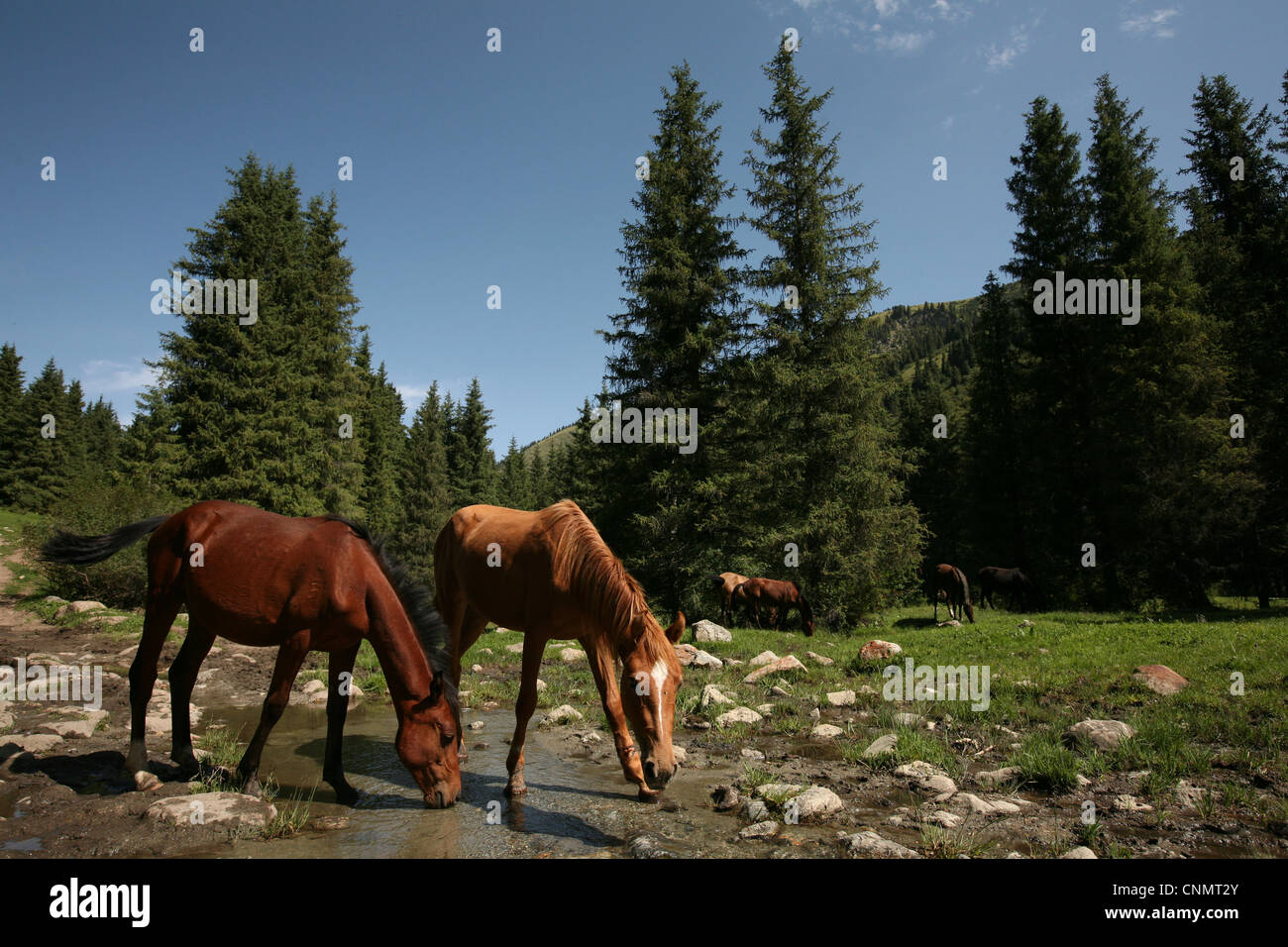 Mares and foals pasture in the valley of the Karakol River in Terskey Ala-Too mountain range in Tian Shan, Kyrgyzstan. Stock Photo
