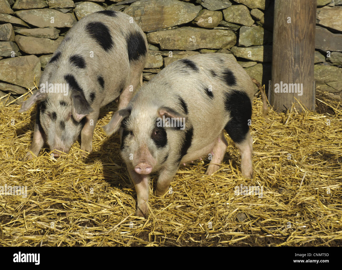 Domestic Pig Gloucester Old Spot sows smaller selectively bred sows part micro pig breeding process Cumbria England november Stock Photo