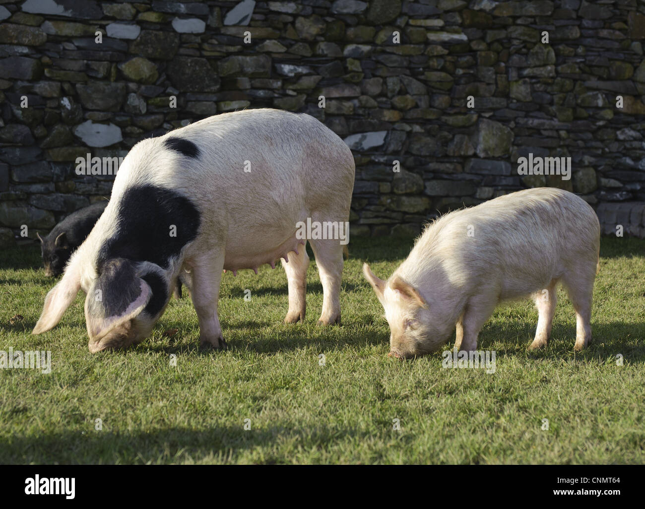 Domestic Pig Gloucester Old Spot sow smaller selectively bred Micro Pig part micro pig breeding process Cumbria England november Stock Photo